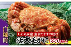 しらぬか産 活大サイズ毛がに 650g以上 毛ガニ 毛がに カニ かに 蟹 ふるさと納税 ふるさとチョイス 北海道 白糠町