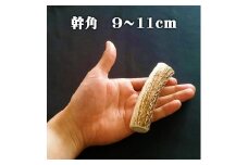 えぞ鹿カット角【約10cm×3本】※トリーツ