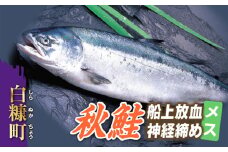 秋鮭 船上放血神経締め（メス）【3.0kg以上4.9kg以下】