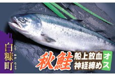 秋鮭 船上放血神経締め（オス）【3.0kg以上4.9kg以下】