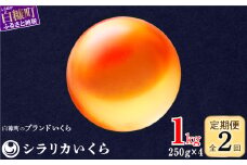 年2回お届け定期便 シラリカいくら（生いくら） 1kg(250g×4) お好みに味付けができます いくら イクラ 生いくら  小分け いくら醤油漬 生イクラ鮭いくら 鮭イクラ イクラ醤油漬 鮭 鮭卵 いくら醤油漬け ikura 醤油いくら 醤油イクラ 冷凍いくら いくら無添加 いくら鮭 ふるさと納税 ふるさとチョイス チョイス 北海道 白糠町