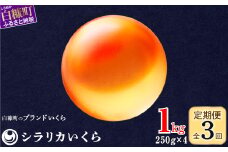 年3回お届け定期便 シラリカいくら（生いくら） 1kg(250g×4) お好みに味付けができます いくら イクラ 小分け 生いくら 生イクラ いくら醤油漬 鮭いくら 鮭イクラ イクラ醤油漬 鮭 鮭卵 いくら醤油漬け ikura 醤油いくら 醤油イクラ 冷凍いくら いくら無添加 いくら鮭 ふるさと納税 ふるさとチョイス チョイス 北海道 白糠町