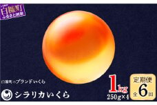 年6回お届け定期便 シラリカいくら（生いくら） 1kg(250g×4) お好みに味付けができます いくら イクラ 生いくら 生イクラ 小分け 鮭いくら 鮭イクラ イクラ醤油漬 いくら醤油漬 鮭 鮭卵 いくら醤油漬け ikura 醤油いくら 醤油イクラ 冷凍いくら いくら無添加 いくら鮭 ふるさと納税 ふるさとチョイス チョイス 北海道 白糠町