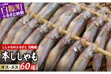 しらぬか産 本ししゃも 60尾 オスメス 各30尾 ししゃも シシャモ 子持ちししゃも 卵 魚卵 魚 魚介 国産 北海道 北海道産 ふるさと納税