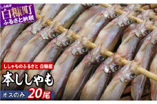 しらぬか産 本ししゃも オス 20尾 ししゃも シシャモ 魚 魚介 国産 北海道 北海道産 ふるさと納税