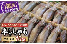 しらぬか産 本ししゃも 10尾 オスメス 各5尾 ししゃも シシャモ 子持ちししゃも 卵 魚卵 魚 魚介 国産 北海道 北海道産 ふるさと納税