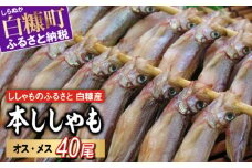 しらぬか産 本ししゃも 40尾 オスメス 各20尾 ししゃも シシャモ 子持ちししゃも 卵 魚卵 魚 魚介 国産 北海道 北海道産 ふるさと納税