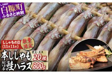 しらぬか産 本ししゃも 20尾 ピリ辛鮭ハラス800g セット品 ししゃも シシャモ 子持ちししゃも 卵 魚卵 魚 魚介 国産 北海道 北海道産 ふるさと納税