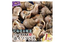 北海道 活イソツブ貝 大サイズ 1kg ふるさと納税 貝 つぶ貝 ツブ貝 国産 魚貝 魚介 食品 新鮮 海産物 海鮮 簡単調理 おつまみ 晩酌 刺身 煮つけ 味噌汁 人気 北海道白糠町