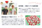 【受注後、随時発送！】【北海道産】ゆきいちご（ゆきぼたん/紅ほっぺ）赤白ＭＩＸ×２Ｐセット 250g×2　計500g