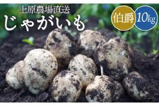 上原農場直送　じゃがいも（伯爵） 10kg【S～2Lサイズ混合】｜ いも おいも 芋 イモ ジャガイモ ポテト はくしゃく 予約 男爵 だんしゃく オンライン 申請 ふるさと納税 北海道 中標津 野菜 根菜 産地直送 新鮮 採れたて 粉ふきいも じゃがバター フライドポテト 10キロ 中標津町【6600301】