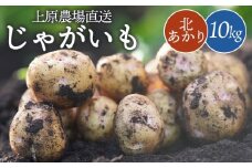 【先行予約】上原農場直送　じゃがいも（北あかり） 10kg【S～2Lサイズ混合】｜ いも おいも 芋 イモ ジャガイモ ポテト キタアカリ　予約 オンライン 申請 ふるさと納税 北海道 中標津 野菜 根菜 産地直送 新鮮 採れたて ポテトサラダ コロッケ ポタージュ 10キロ 中標津町【66004】
