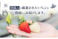 【受注後、随時発送！】【北海道産】ゆきいちご（紅ほっぺor恋みのり） ２Pセット 各250g×２ 計500g