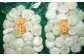 行者にんにく入りいももち300g×3袋
