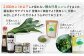 【ハーブとして最適】行者にんにくホワイト行者×2袋（茎部）