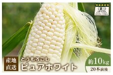 【先行予約】上原農場直送　有機栽培とうもろこし (ピュアホワイト) 約10kg 約20本前後 | ふるさと納税 北海道 中標津 なかしべつ とうもろこし ピュアホワイト とうきび コーン 野菜 夏野菜 夏 産地直送 新鮮 採れたて 朝採れ 甘い お取り寄せ ワンストップ マイページ 上原農場 中標津町【66017】