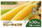 【先行予約】上原農場直送 有機栽培とうもろこし (サニーショコラ) 約30kg 約65本前後