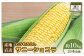 【先行予約】上原農場直送 有機栽培とうもろこし (サニーショコラ) 約10kg 約20本前後