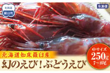 幻のぶどうえび（中・250g /7～8尾） エビ 海老 ブドウエビ 羅臼町 北海道 魚介類 魚介 海産物 冷凍 生産者 支援 応援