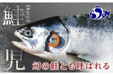 知床羅臼産 幻の鮭児 1.7kg 生産者 支援 応援