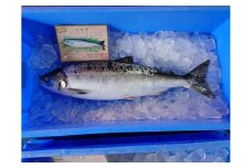 知床羅臼産！幻の魚鮭児 1尾(3.3kg～3.4kg)