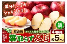 【26年4月クール便発送】りんご  贈答用 葉取らず ふじ 約5kg（有袋栽培・CA貯蔵）EMりんご【レビューキャンペーン】