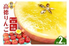 【25年12月発送】りんご 特選 高徳（ こうとく ）りんご 約2kg【レビューキャンペーン】