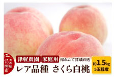 【25年9月発送】もも【2025年産 レア品種 さくら白桃】家庭用 約1.5kg 5玉程度 ASIAGAP認証農場 津軽農園 採れたて農家直送【レビューキャンペーン】