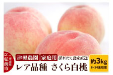 【25年9月発送】もも【2025年産 レア品種 さくら白桃】家庭用 約3kg 8～14玉程度 ASIAGAP認証農場 津軽農園 採れたて 農家直送【レビューキャンペーン】