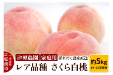 【25年9月発送】もも【2025年産 レア品種 さくら白桃】家庭用 約5kg 14～22玉程度 ASIAGAP認証農場 津軽農園 採れたて 農家直送【レビューキャンペーン】