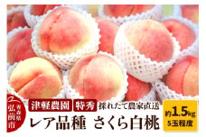 【25年9月発送】もも【2025年産 レア品種 さくら白桃】特秀 約1.5kg 5玉程度 ASIAGAP認証農場 津軽農園 採れたて 農家直送【レビューキャンペーン】