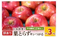 【25年9月～発送】りんご 平均糖度12度以上！ 葉とらずサンつがる 約3kg 訳あり クール便【先行受付】 青森 果物 フルーツ 林檎 リンゴ くだもの 不揃い 規格外 予約【レビューキャンペーン】