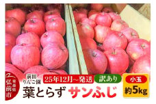 【25年12月発送】りんご【訳あり】葉とらず サンふじ 約5kg 小玉 前田りんご園【レビューキャンペーン】