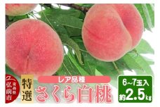 【25年9月発送】もも レア品種 さくら白桃【特選】約2.5kg 6玉～7玉入り【レビューキャンペーン】