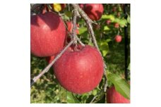 SevenApple木村農園から直送　樹上完熟さんふじ3kg【1313967】