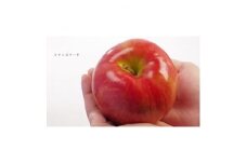 青森県黒石産シナノスイート家庭用　約5kg(18～23個入り)【1324334】