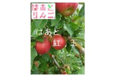 青森県産りんご　’はあと’紅玉　3K箱【1425256】