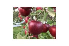 クセになる酸味　お菓子作りに良し、生食でも良し　青森県産　紅玉　贈答用　5キロ【1430908】