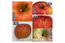 ＜令和7年9月下旬～随時発送予定＞　内容量　10kg(26～46個入)　訳ありりんご　早生ふじ【1487377】