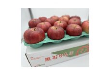 希少品種　大紅栄　訳あり品　5kg(10～16個入)【1493957】