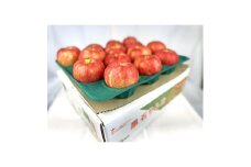酸味ですっきり! 訳ありサンジョナゴールド　5kg(13～20個入)　令和7年10月下旬より順次発送【1495751】