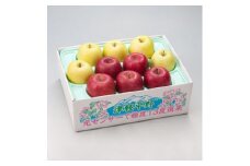 ＜令和7年産・先行予約＞糖度13度選果 サンふじ&王林 約2.5kg　鮮度保持剤・保存用ポリ袋付【1508209】