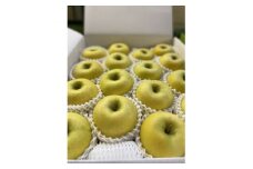 大人気青りんご「トキ」5kg箱(14～20個入り) 訳あり品＜令和7年9月下旬より順次発送予定＞【1505679】