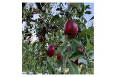 クセになる酸味、お菓子作りに良し!生食でも良し!青森県産　紅玉(こうぎょく)＜贈答用＞約5kg【1650628】