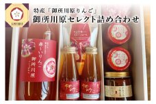 中まで赤～いりんご「御所川原」セレクト