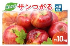 9月 りんご 10kg 葉とらず サンつがる 青森  【2025年 リンゴ 林檎 果物 】