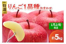 【2026年1月上旬発送】 【特選】 旬の美味しい りんご 約5kg 青森産 【おまかせ1品種】