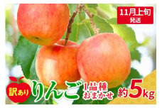 【2025年11月上旬発送】 【訳あり】 旬の美味しい りんご 約5kg 青森 産 【おまかせ1品種】