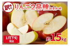 【2026年1月下旬発送】 【訳あり】旬の美味しいりんご 約15kg 青森産 【おまかせ2品種】