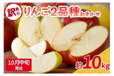 【2025年10月中旬発送】 【訳あり】 旬の美味しい りんご 約10kg 青森産 【おまかせ2品種】